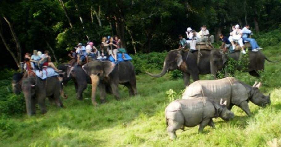 Wildlife and Jungle Safari